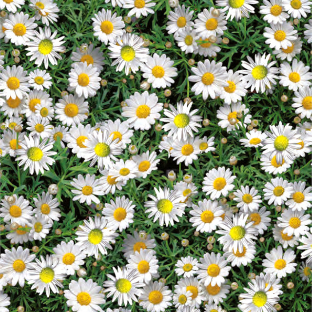 Marguerite - Vaxduk med blommande prästkragar